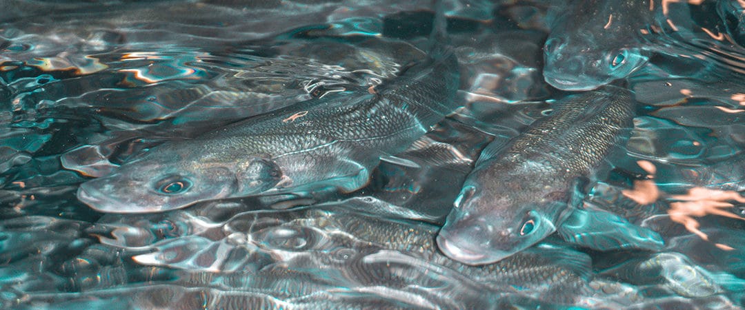 Wassertemperatur und Fischwohl